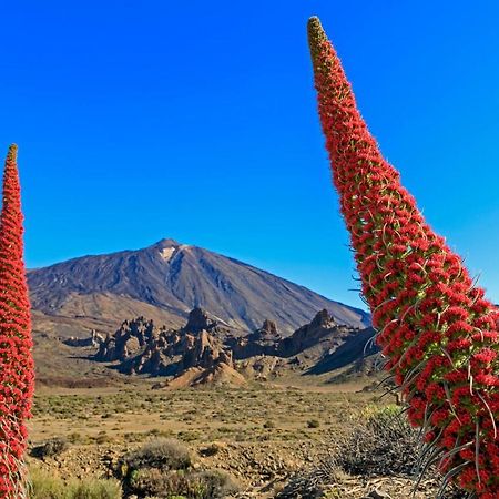 Апартаменты Jardines Del Teide Пуэрто-де-ла-Крус Экстерьер фото