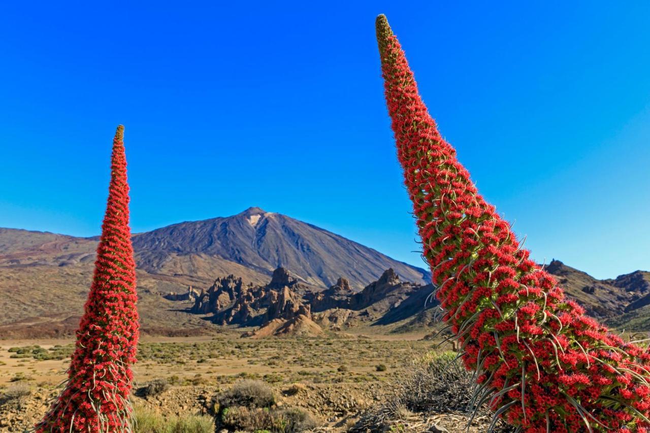 Апартаменты Jardines Del Teide Пуэрто-де-ла-Крус Экстерьер фото